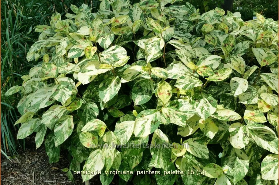 Persicaria virginiana 'Painter's Palette'