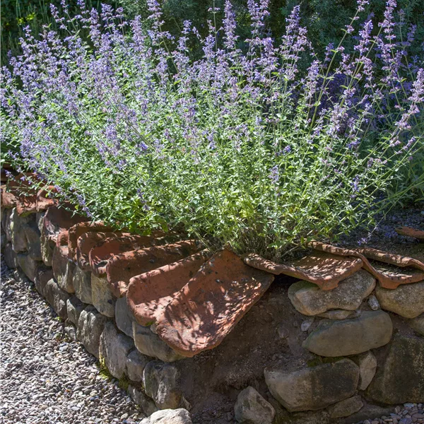 Perovskia atriplicifolia 'Silvery Blue'