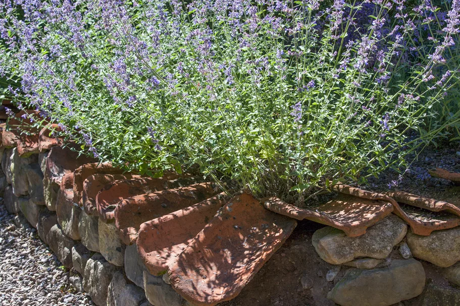 Perovskia atriplicifolia 'Silvery Blue'