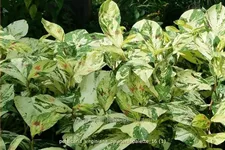 Persicaria virginiana 'Painter's Palette'