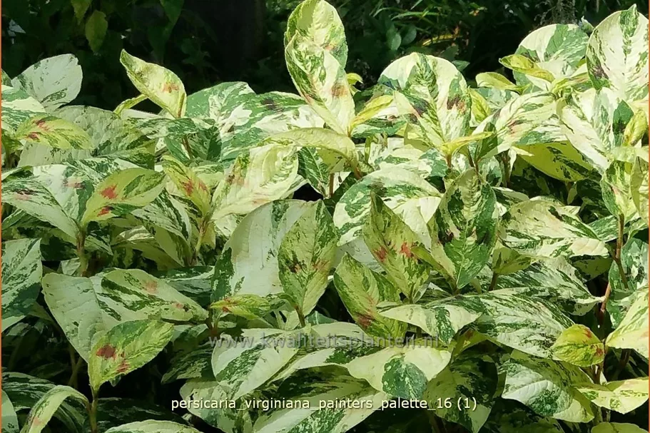 Persicaria virginiana 'Painter's Palette'