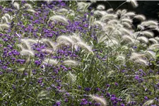 Pennisetum alopecuroides