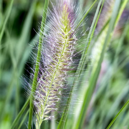 Pennisetum alopecuroides 'Cassian'