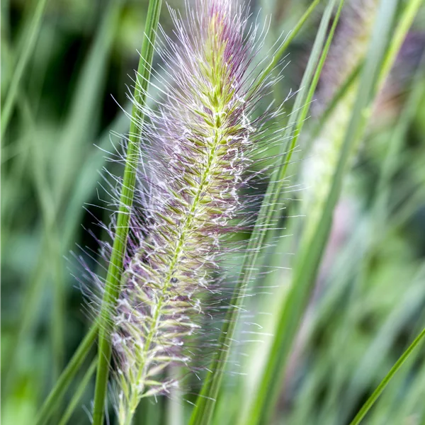 Pennisetum alopecuroides 'Cassian'