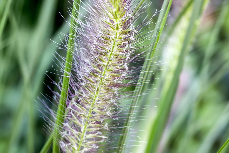 Pennisetum alopecuroides 'Cassian'