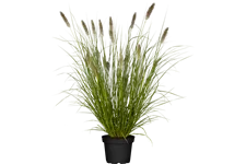 Pennisetum alopecuroides 'Cassian'