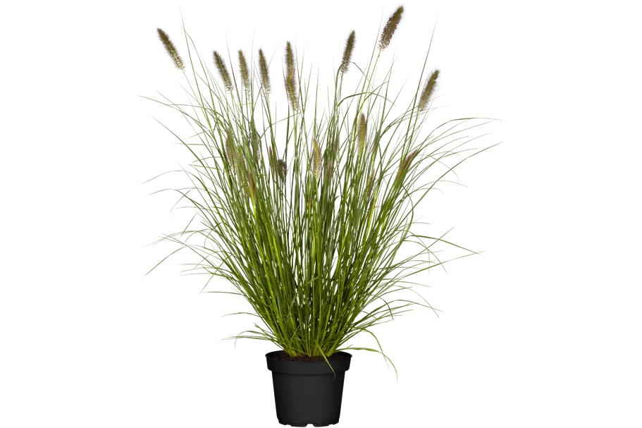 Pennisetum alopecuroides 'Cassian'