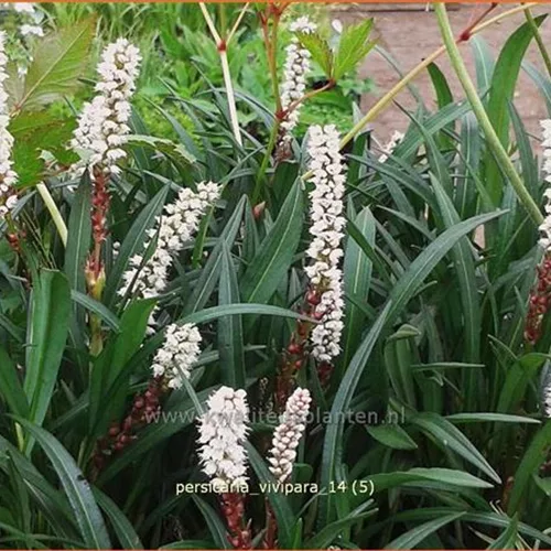 Persicaria vivipara