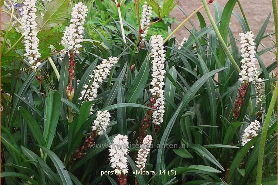 Persicaria vivipara