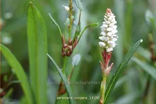 Persicaria vivipara