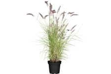 Pennisetum alopecuroides