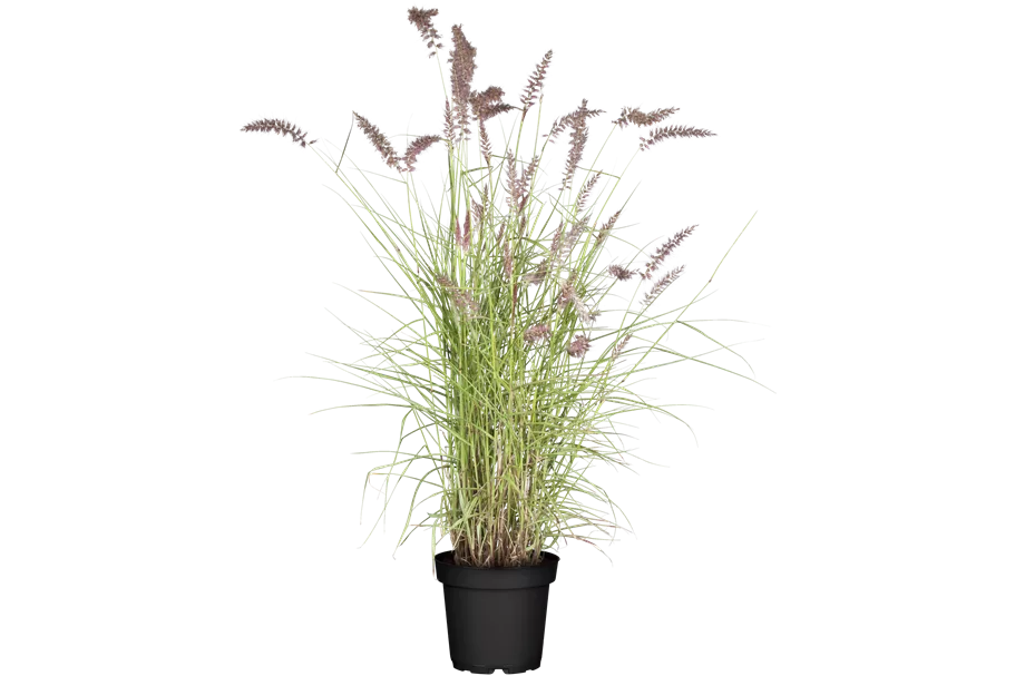 Pennisetum alopecuroides
