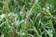 Persicaria vivipara