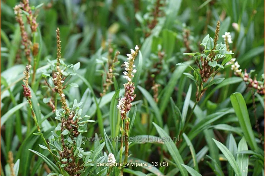 Persicaria vivipara