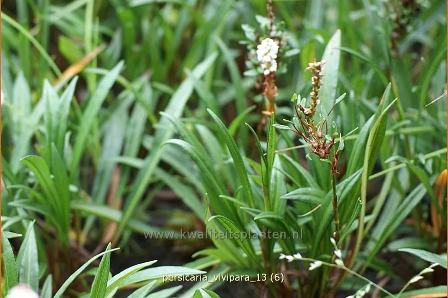 Persicaria vivipara