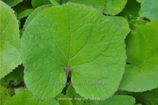 Petasites fragrans