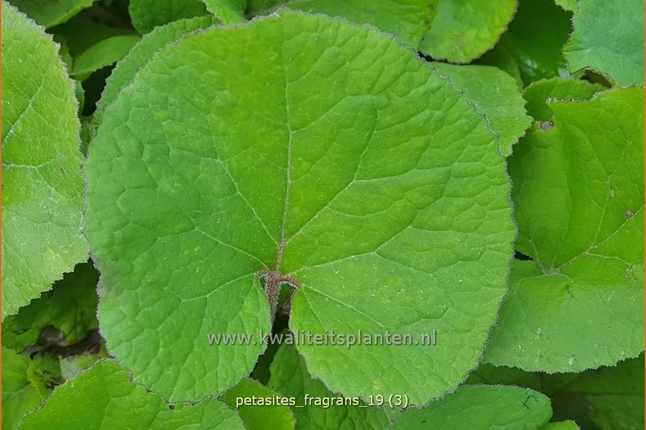 Petasites fragrans