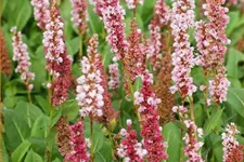 Persicaria affinis 'Kabouter'