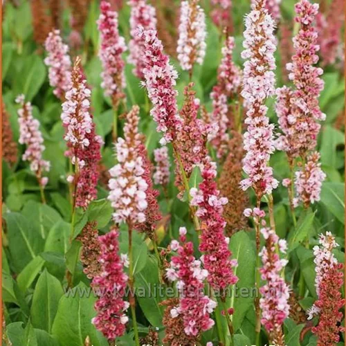 Persicaria affinis 'Kabouter'