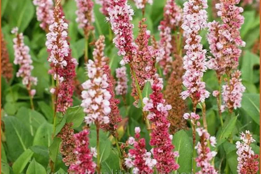 Persicaria affinis 'Kabouter'
