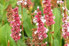 Persicaria affinis 'Kabouter'
