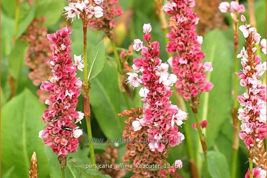Persicaria affinis 'Kabouter'