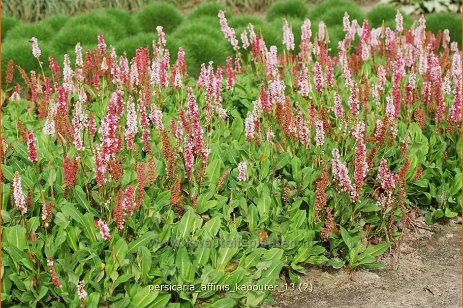 Persicaria affinis 'Kabouter'