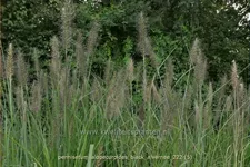Pennisetum alopecuroides 'Black Alvernee'