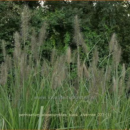 Pennisetum alopecuroides 'Black Alvernee'