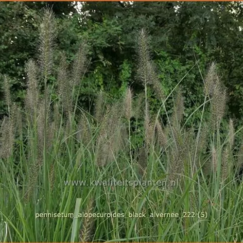 Pennisetum alopecuroides 'Black Alvernee'