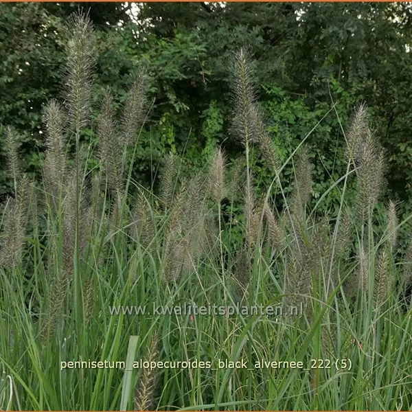 Pennisetum alopecuroides 'Black Alvernee'
