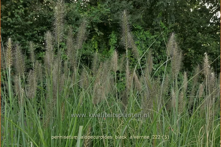 Pennisetum alopecuroides 'Black Alvernee'