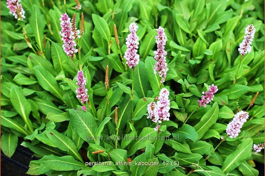 Persicaria affinis 'Kabouter'