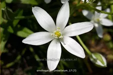 Ornithogalum umbellatum