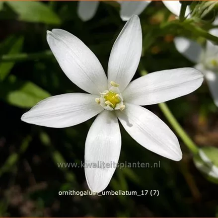 Ornithogalum umbellatum