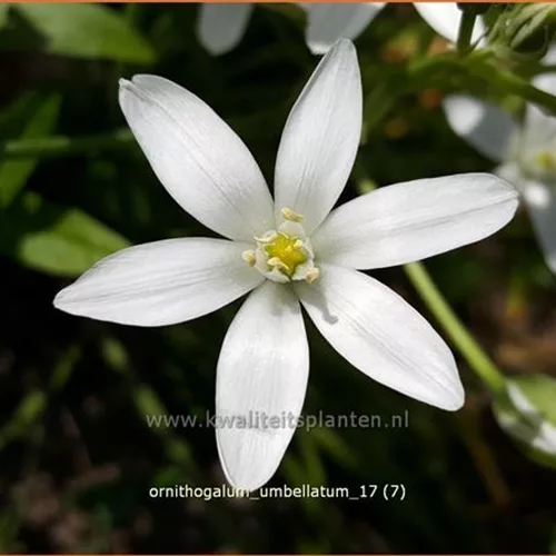 Ornithogalum umbellatum