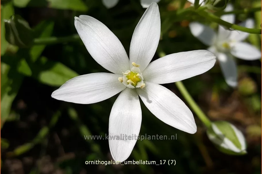 Ornithogalum umbellatum