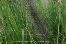 Pennisetum alopecuroides 'Black Alvernee'