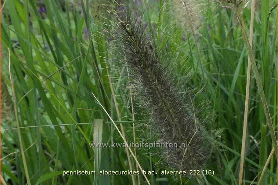 Pennisetum alopecuroides 'Black Alvernee'