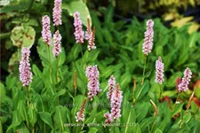 Persicaria affinis 'Kabouter'