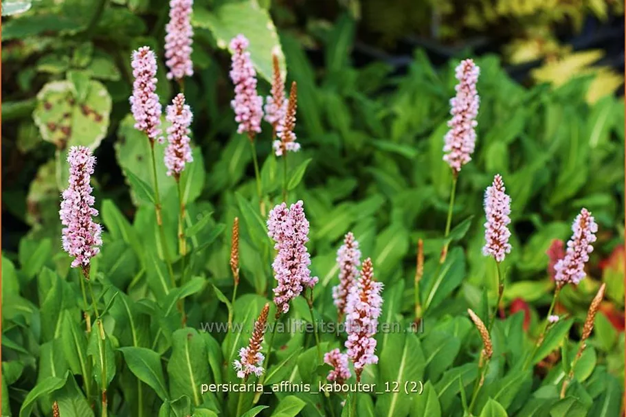 Persicaria affinis 'Kabouter'