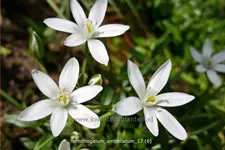 Ornithogalum umbellatum