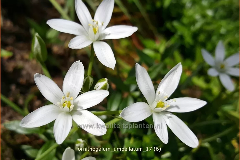 Ornithogalum umbellatum