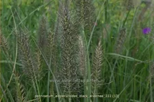 Pennisetum alopecuroides 'Black Alvernee'