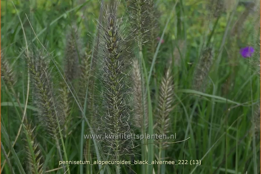 Pennisetum alopecuroides 'Black Alvernee'