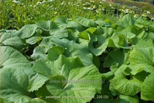 Petasites japonicus 'Giganteus'