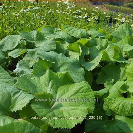 Petasites japonicus 'Giganteus'