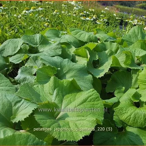 Petasites japonicus 'Giganteus'