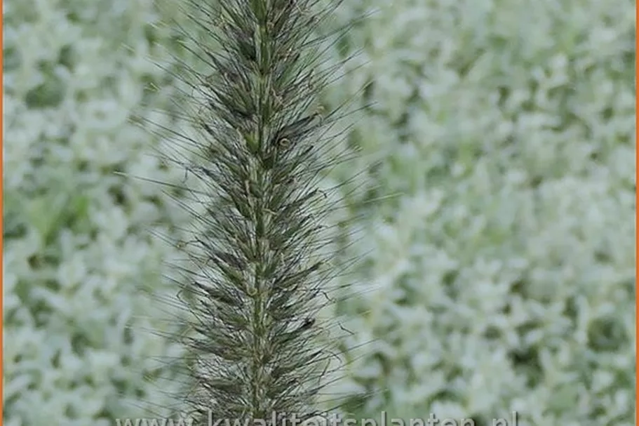 Pennisetum alopecuroides 'Black Alvernee'