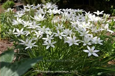 Ornithogalum umbellatum